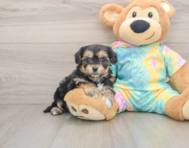 5 week old Yorkie Chon Puppy For Sale - Seaside Pups