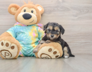 5 week old Yorkie Chon Puppy For Sale - Seaside Pups