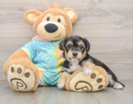 5 week old Yorkie Chon Puppy For Sale - Seaside Pups