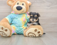 9 week old Yorkie Chon Puppy For Sale - Seaside Pups