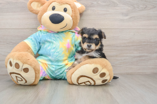 Petite Yorkie Chon Designer Pup