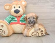 5 week old Yorkie Chon Puppy For Sale - Seaside Pups