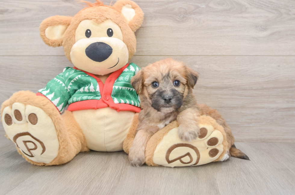 5 week old Yorkie Chon Puppy For Sale - Seaside Pups