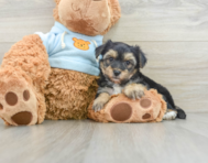 7 week old Yorkie Chon Puppy For Sale - Seaside Pups