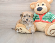 6 week old Yorkie Chon Puppy For Sale - Seaside Pups