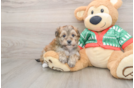 Yorkie Chon Puppy for Adoption