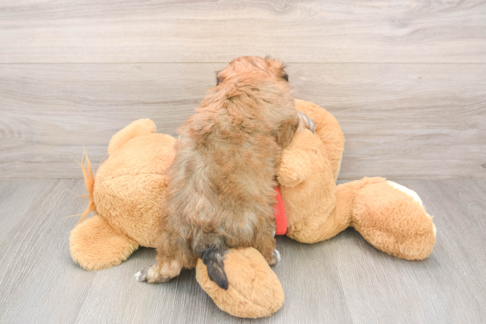 Best Yorkie Chon Baby