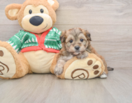 7 week old Yorkie Chon Puppy For Sale - Seaside Pups