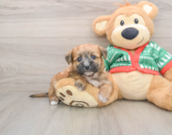 8 week old Yorkie Chon Puppy For Sale - Seaside Pups