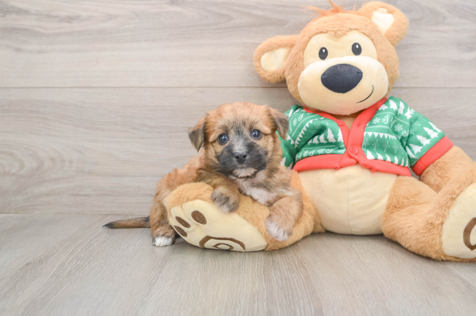 5 week old Yorkie Chon Puppy For Sale - Seaside Pups