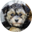Yorkie Chon Puppy For Sale - Seaside Pups Yorkie Chon Puppy For Sale - Seaside Pups
