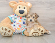 5 week old Yorkie Chon Puppy For Sale - Seaside Pups