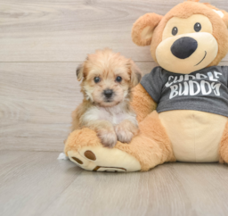 5 week old Yorkie Chon Puppy For Sale - Seaside Pups