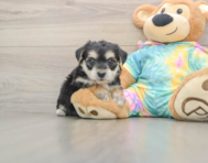 6 week old Yorkie Chon Puppy For Sale - Seaside Pups