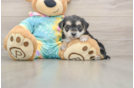 Playful Yo Chon Designer Puppy