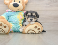 6 week old Yorkie Chon Puppy For Sale - Seaside Pups