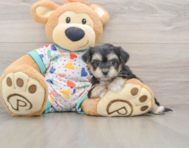 5 week old Yorkie Chon Puppy For Sale - Seaside Pups