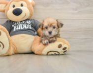 7 week old Yorkie Chon Puppy For Sale - Seaside Pups