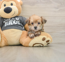5 week old Yorkie Chon Puppy For Sale - Seaside Pups