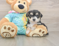 6 week old Yorkie Chon Puppy For Sale - Seaside Pups