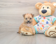 5 week old Yorkie Chon Puppy For Sale - Seaside Pups