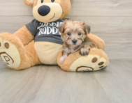7 week old Yorkie Chon Puppy For Sale - Seaside Pups