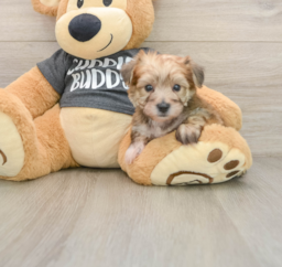 5 week old Yorkie Chon Puppy For Sale - Seaside Pups
