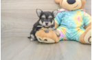 Yorkie Chon Puppy for Adoption