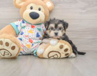 5 week old Yorkie Chon Puppy For Sale - Seaside Pups