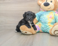 6 week old Yorkie Chon Puppy For Sale - Seaside Pups