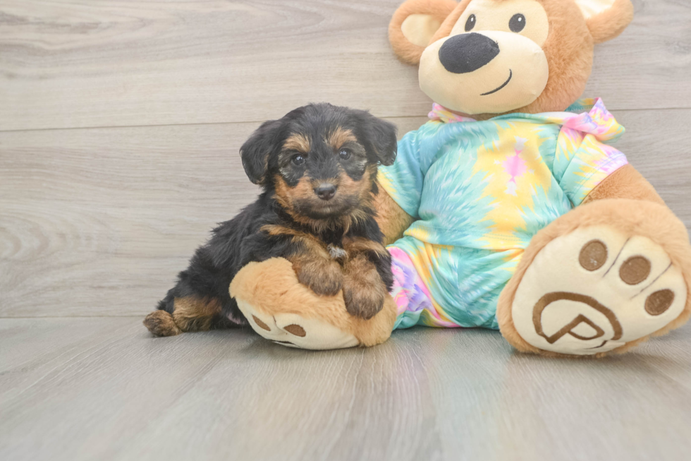 Meet Aaliyah - our Yorkie Poo Puppy Photo  2/3 - Seaside Pups Best Yorkie Poo Baby