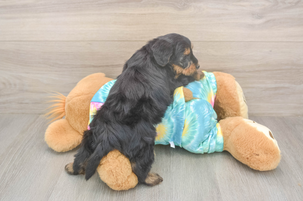 Meet Aaliyah - our Yorkie Poo Puppy Photo  3/3 - Seaside Pups Fluffy Yorkie Poo Poodle Mix Pup