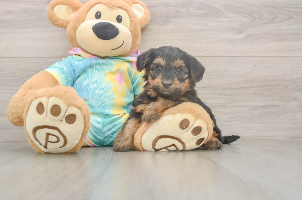 5 week old Yorkie Poo Puppy For Sale - Seaside Pups