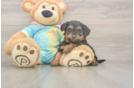 Meet Aaliyah - our Yorkie Poo Puppy Photo  1/3 - Seaside Pups Yorkie Poo Puppy for Adoption