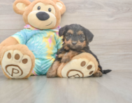 5 week old Yorkie Poo Puppy For Sale - Seaside Pups 5 week old Yorkie Poo Puppy For Sale - Seaside Pups