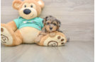 Yorkie Poo Pup Being Cute