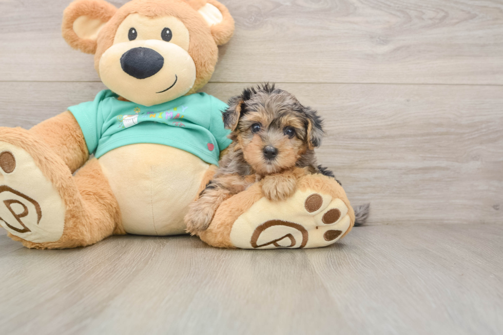 Yorkie Poo Pup Being Cute