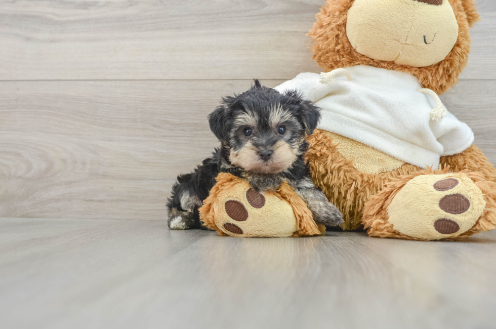 6 week old Yorkie Poo Puppy For Sale - Seaside Pups