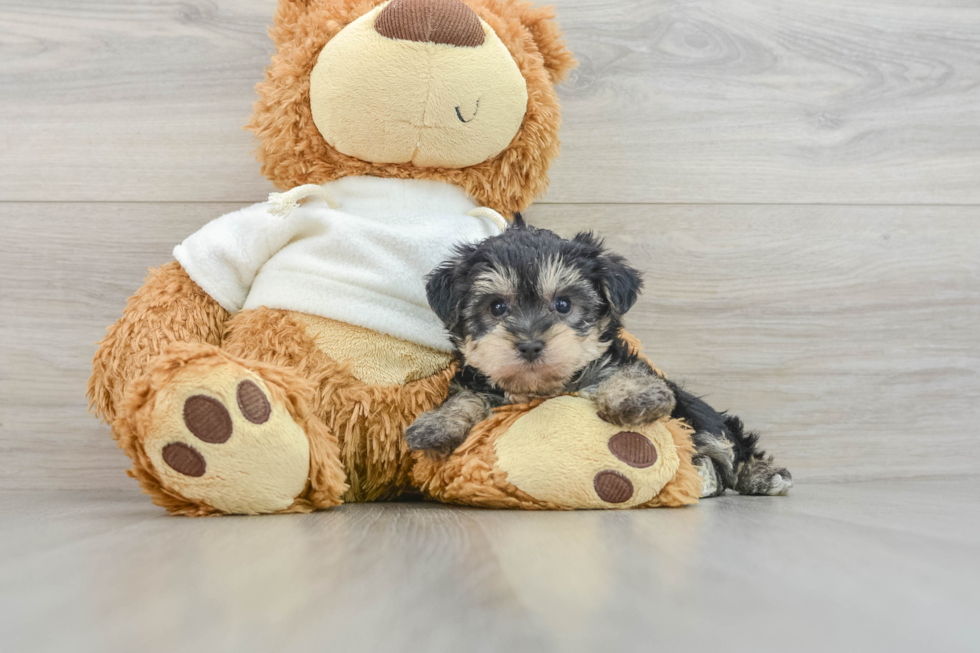 Yorkie Poo Pup Being Cute