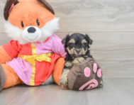 5 week old Yorkie Poo Puppy For Sale - Seaside Pups