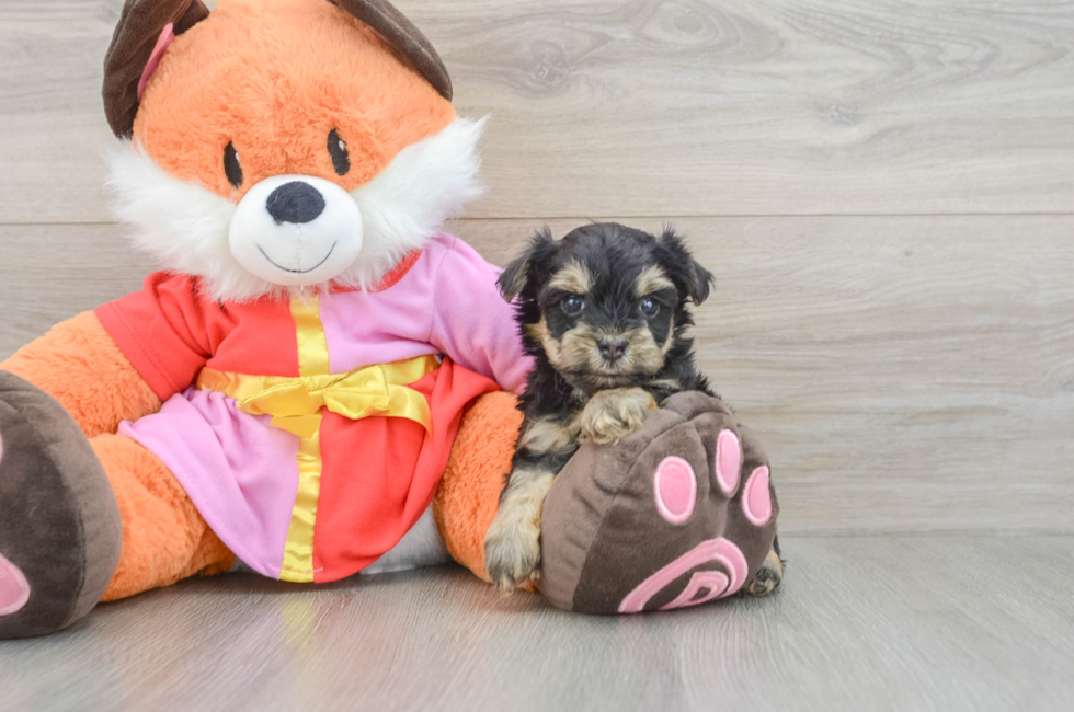 6 week old Yorkie Poo Puppy For Sale - Seaside Pups