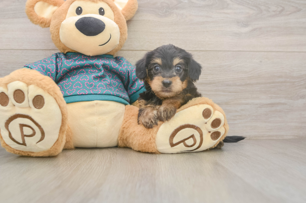 5 week old Yorkie Poo Puppy For Sale - Seaside Pups
