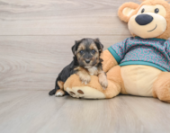 7 week old Yorkie Poo Puppy For Sale - Seaside Pups