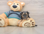 8 week old Yorkie Poo Puppy For Sale - Seaside Pups