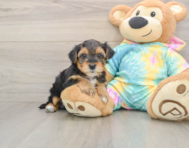 8 week old Yorkie Poo Puppy For Sale - Seaside Pups