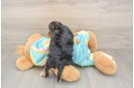 Yorkie Poo Puppy for Adoption