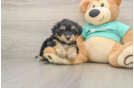 Little Yorkie Poodle Mix Poodle Mix Puppy
