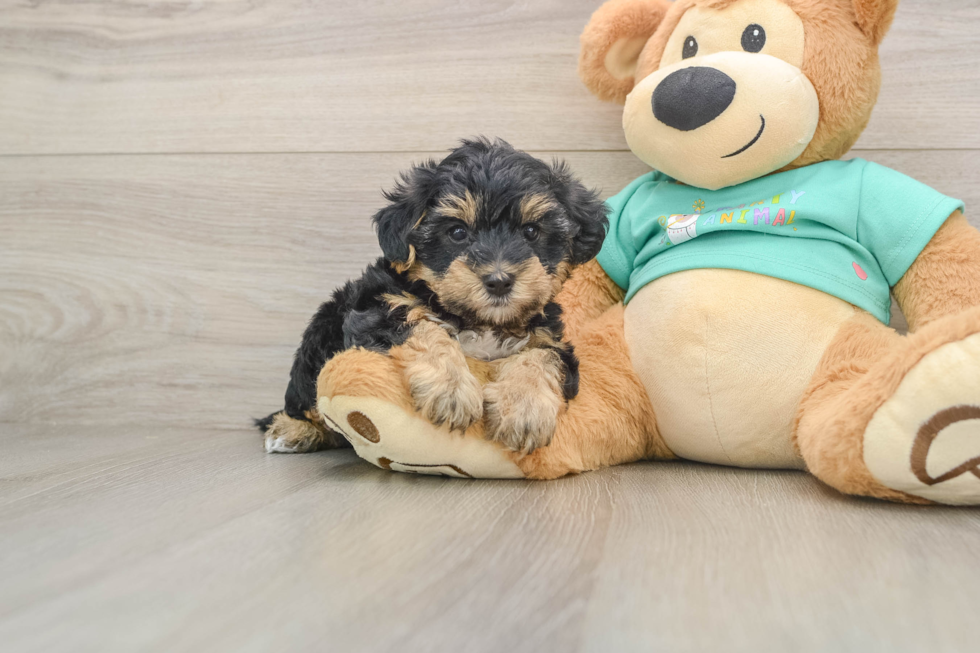 Little Yorkie Poodle Mix Poodle Mix Puppy