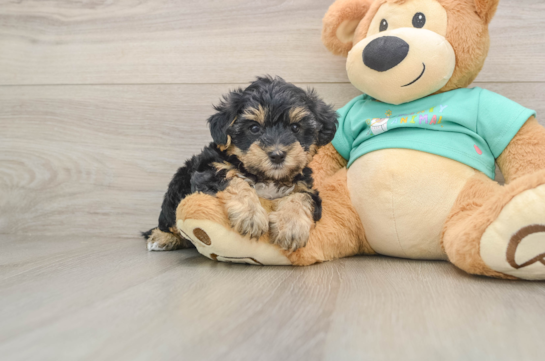 Little Yorkie Poodle Mix Poodle Mix Puppy