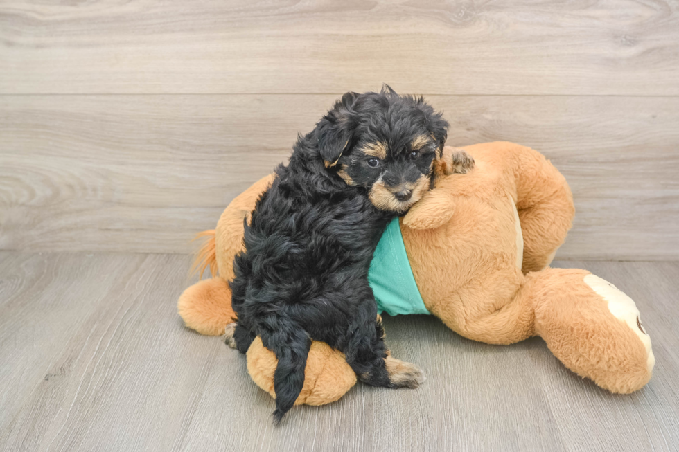 Petite Yorkie Poo Poodle Mix Pup